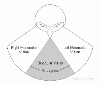 binocular_vision_8