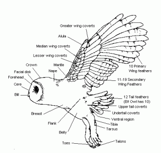 owl_parts